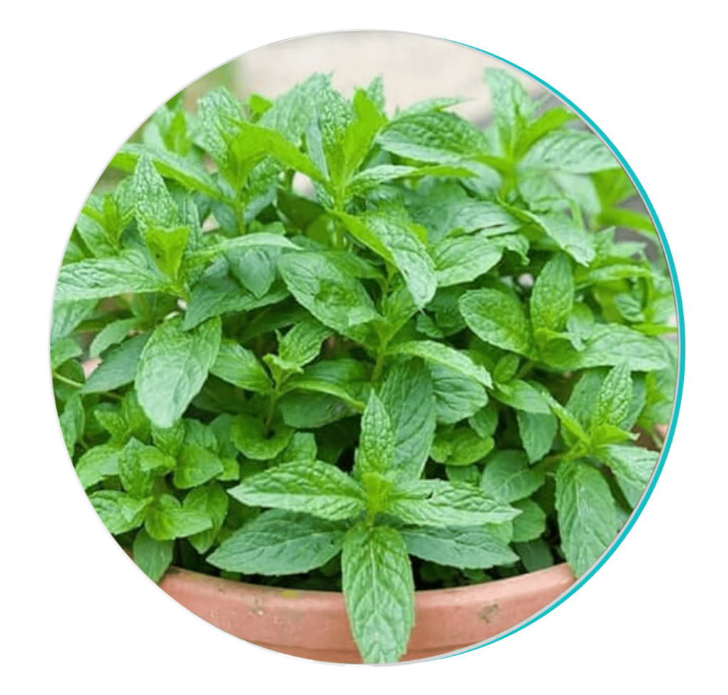 biodentex ingredients biodentex reviews biodentex review biodentex supplement